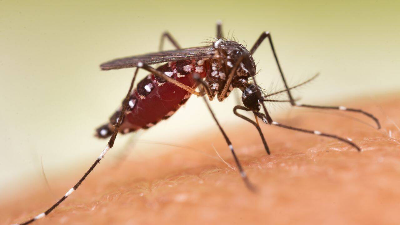 Mosquito spraying backfires as 84% develop resistance in US neighbourhoods