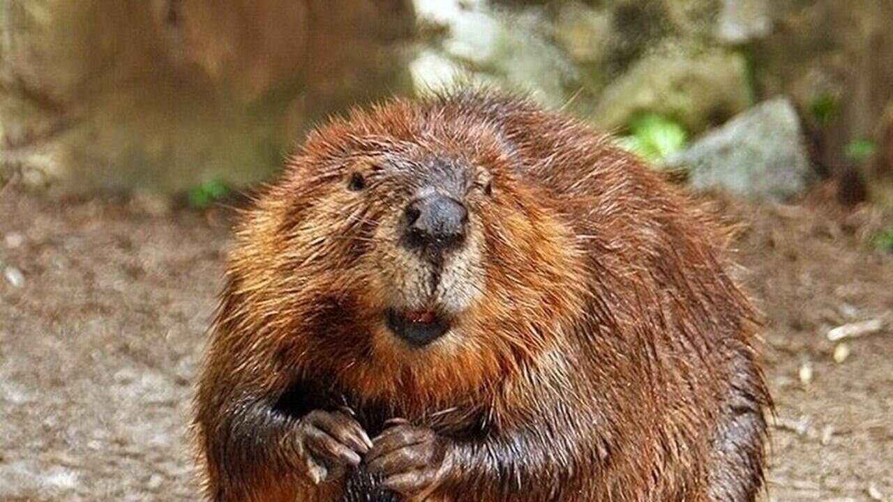 Around 1980, beaver activity reached Alaska’s treeless Arctic tundra; four decades on, the rodents had created more than 10,000 ponds, with changes visible from space