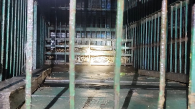 Leopard that killed 88-year-old man rescued in UP's Katarniaghat