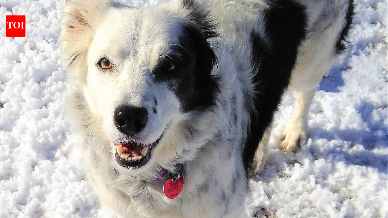 A border collie named Chaser learned the names of 1,022 separate toys and could fetch them on command: One of the largest experimentally verified vocabularies documented in a non-human animal