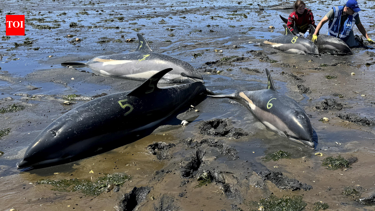 53 dolphins stranded in just two days in Massachusetts due to receding tides, now rescuers have safely returned 19 to the sea