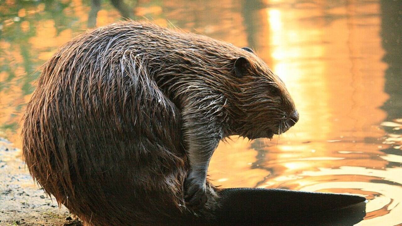 In 2007, Martinez, California, considered removing two beavers from its downtown creek, but “beaver believers” rallied, saved them and helped turn the dam into an urban wetland