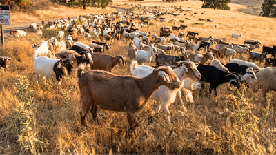 california-deploys-400-goats-and-sheep-as-39firefighters39-to-eat-an-invasive-weed-fuelling-wildfires-and-threatening-native-ecosystems.jpg
