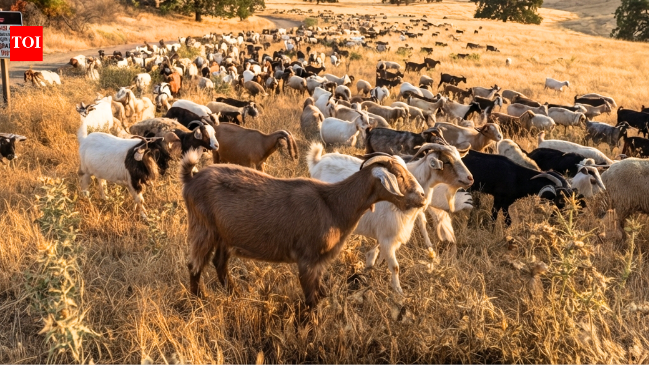 California deploys 400 goats and sheep as 'firefighters' to eat an invasive weed fuelling wildfires and threatening native ecosystems