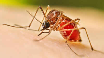 Dengue tops vector-borne diseases in Delhi with 199 cases; malaria tally at 55, chikungunya at 13