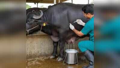 Hormone injections used to boost milk yield seized from Ulhasnagar dairy