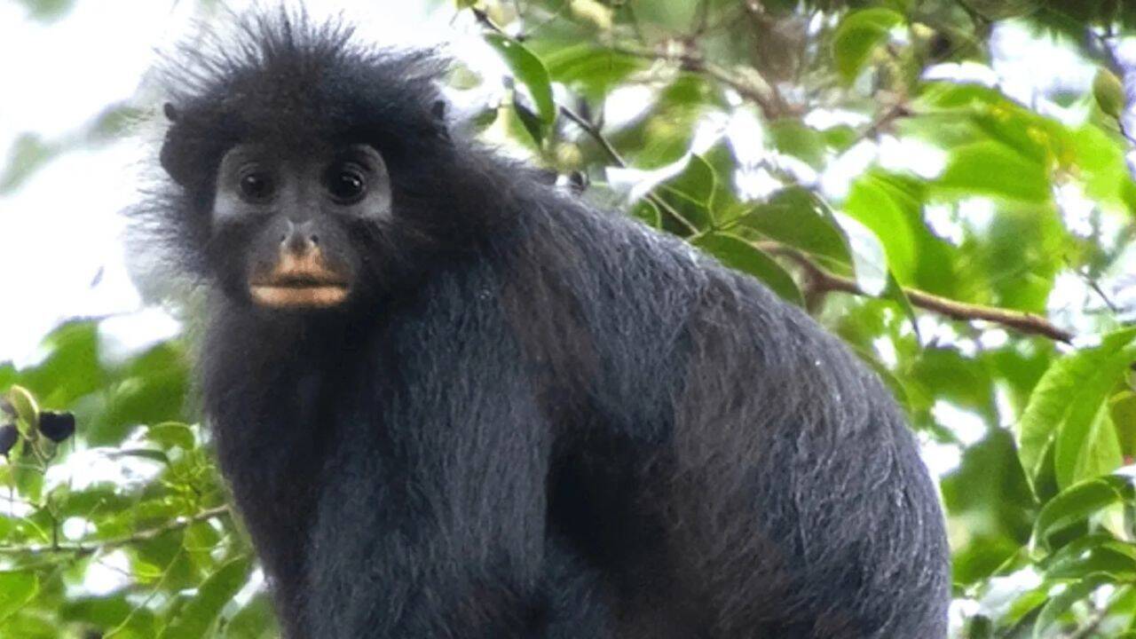 A black monkey with bright orange lips has finally been confirmed as a new species in Congo