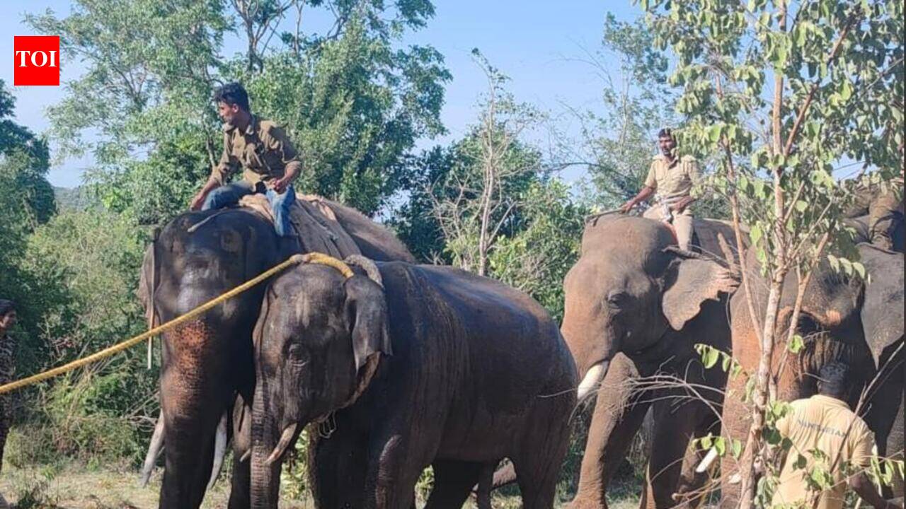 ​Trained Kumki elephants arrive this week, operations against rogue jumbos delayed till Aug-end