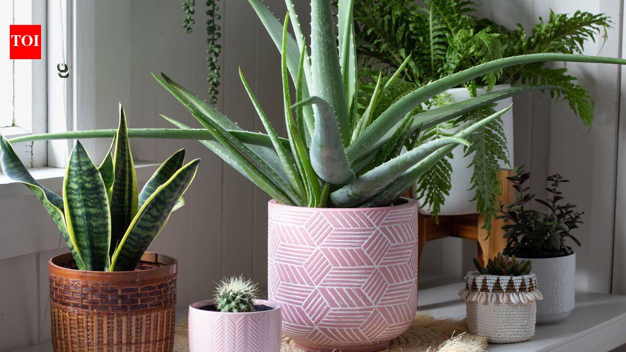 4 low-maintenance plants that will transform your indoor air