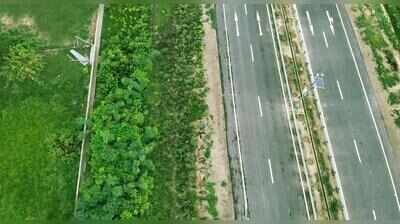 42.5km corridor to boost honeybee population along Ghazipur e-way