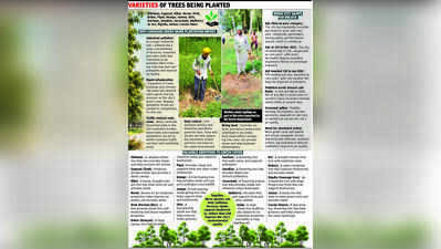 Go green this monsoon: MC to plant around 12 lakh saplings