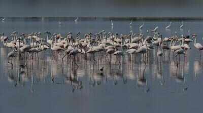 Greater flamingos break migratory pattern; in city through the year