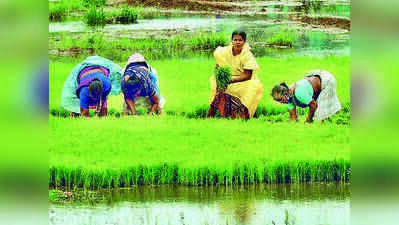 Late rains slow paddy transplant, farmers pin hopes on rest of season