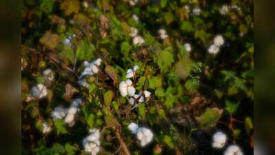 Dabwali farmers plug canal after 15-acre cotton washout