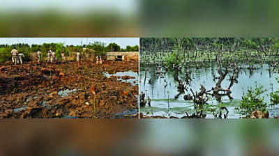 Monsoon breathes new life into Santa Cruz-Patto mangrove restoration