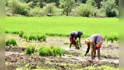 Maha govt to release list of eligible farmers for loan waiver scheme on Ajit Pawar’s birth anniversary today