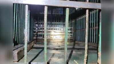 Leopard captured in Bahraich after fatal attack on 88-year-old villager