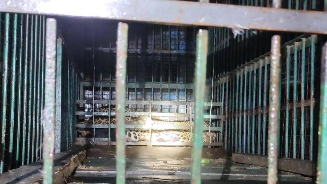 Leopard captured in Bahraich after fatal attack on 88-year-old villager