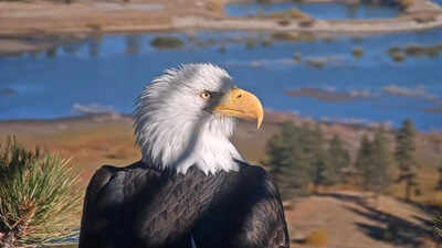 Internet-famous eagle mom Jackie rescued after fight with other birds, Friends of Big Bear Valley post update: Jackie is a strong eagle and we as a community will...