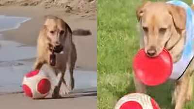 Named after Lionel Messi, viral Labrador ‘MessiPaws’ wins hearts with incredible football dribbling skills