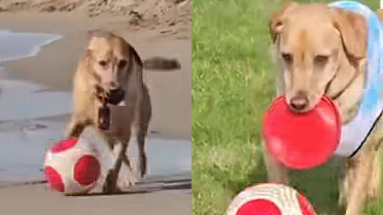 Named after Lionel Messi, viral Labrador ‘MessiPaws’ wins hearts with incredible football dribbling skills