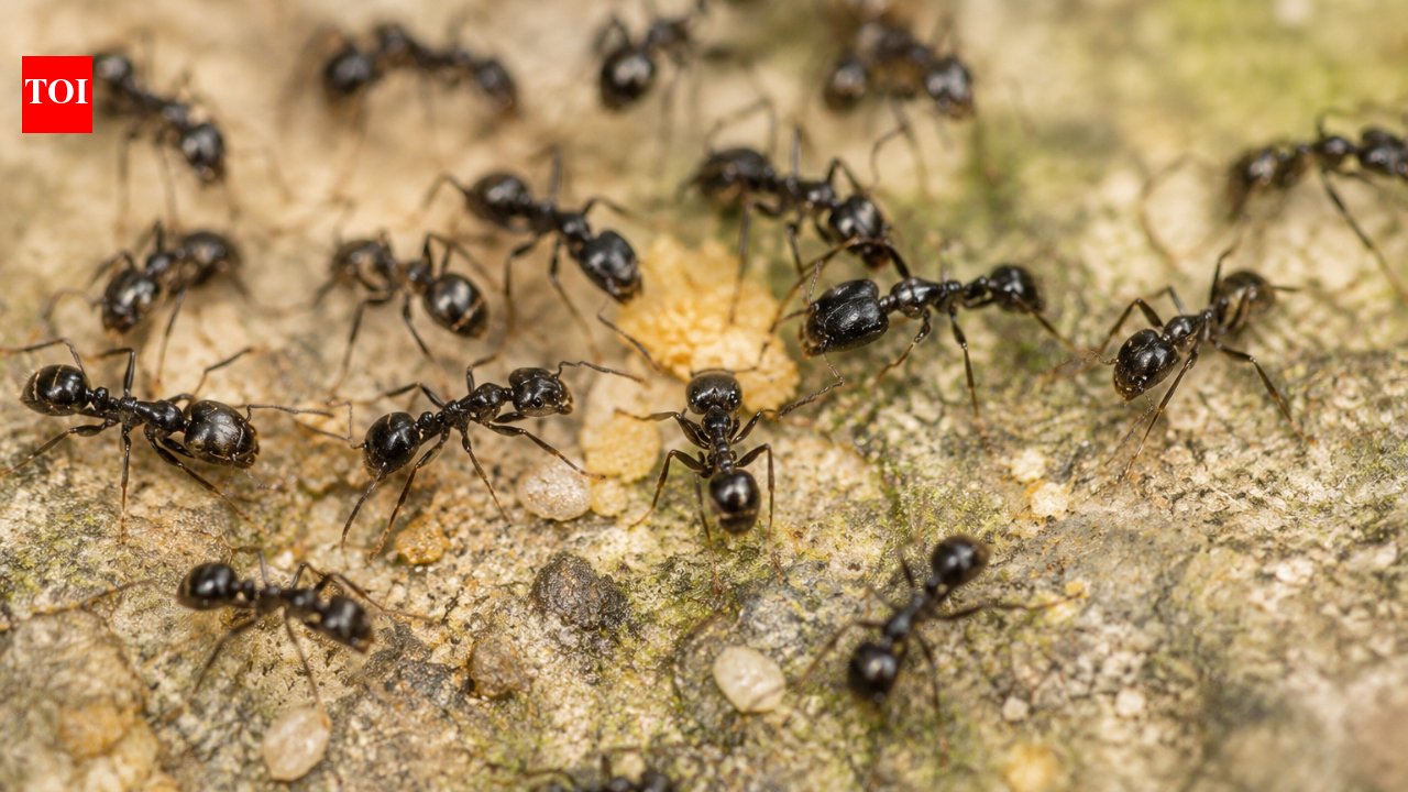 A Michelin-starred restaurant in South Korea served 49,000 ants as dessert garnish, owner faces jail