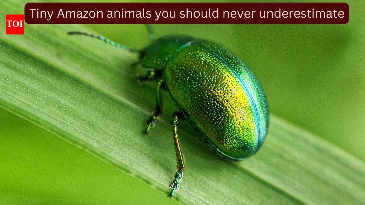 The world’s deadliest creatures aren’t always the biggest: 10 tiny Amazon animals you should never underestimate