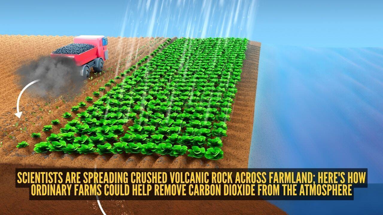 Can spreading crushed volcanic rock on farms help fight climate change and improve soil health?