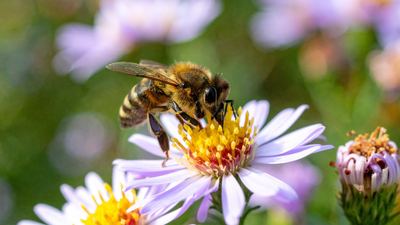 after-two-years-of-banning-bee-harming-pesticides-france-allows-their-return-facing-backlash-from-environmentalists.jpg