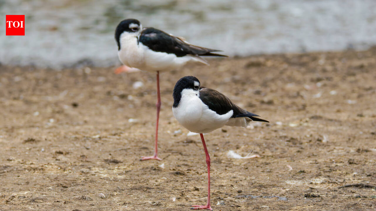 From 200 to 1,500: Hawaii's Aeʻo bird recovery is a conservation success story