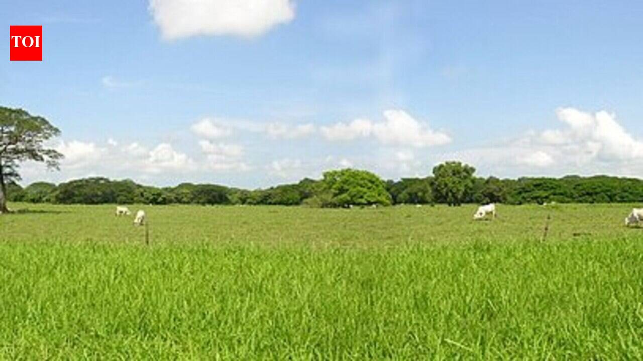 A scientist helped protect thousands of hectares of former cattle pasture in Costa Rica and let the forest recover; today it forms part of a 130,000-hectare World Heritage rainforest.