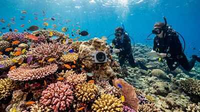 A silent coral reef came back to life after scientists played recordings of healthy reefs underwater