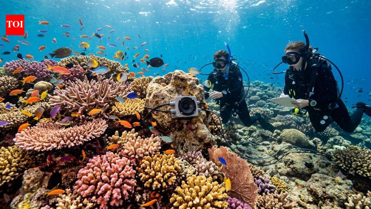 A silent coral reef came back to life after scientists played recordings of healthy reefs underwater