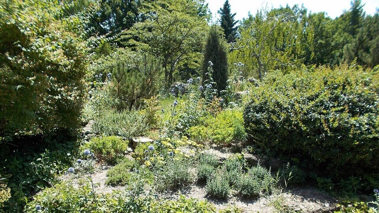 On six oceanic island groups, plants showed leaf defenses linked to extinct herbivores, revealing a long evolutionary echo in their traits