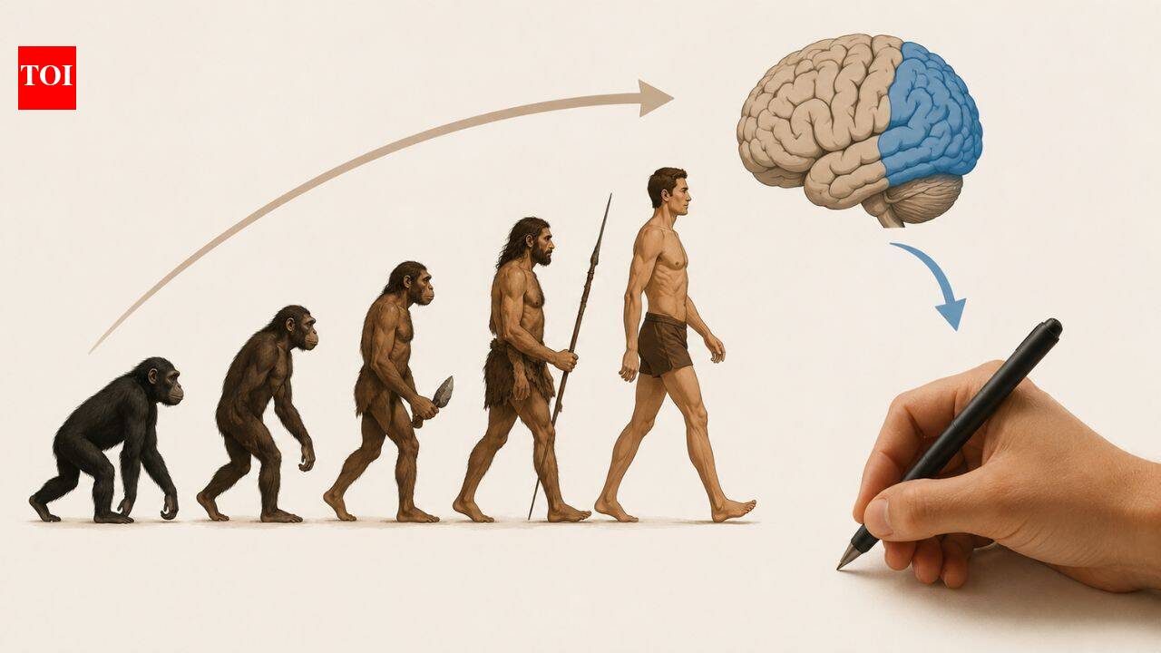 Why 90% of people are right-handed: Scientists trace the answer back millions of years