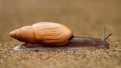 In 1955, Hawaii released a cannibal snail to control another invasive snail, but the predator instead helped push the islands’ rare native tree snails toward extinction