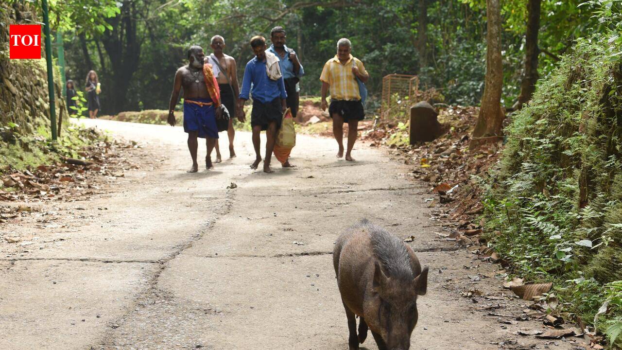 Three held in two wild boar poaching cases in Chhattisgarh's Raigarh