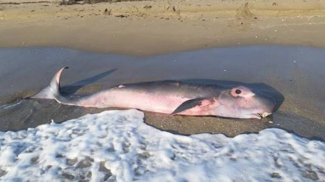 Scientists find 3 unknown stomach bacteria in elusive pygmy sperm whale