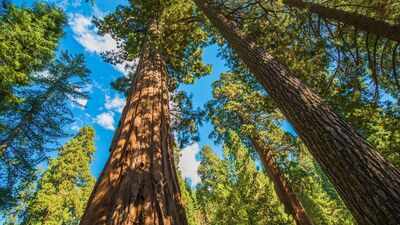 They can survive for 3000 years yet 1 in 5 of giant sequoias were destroyed in California fires; a NASA-funded study says controlled burns could dramatically improve their survival