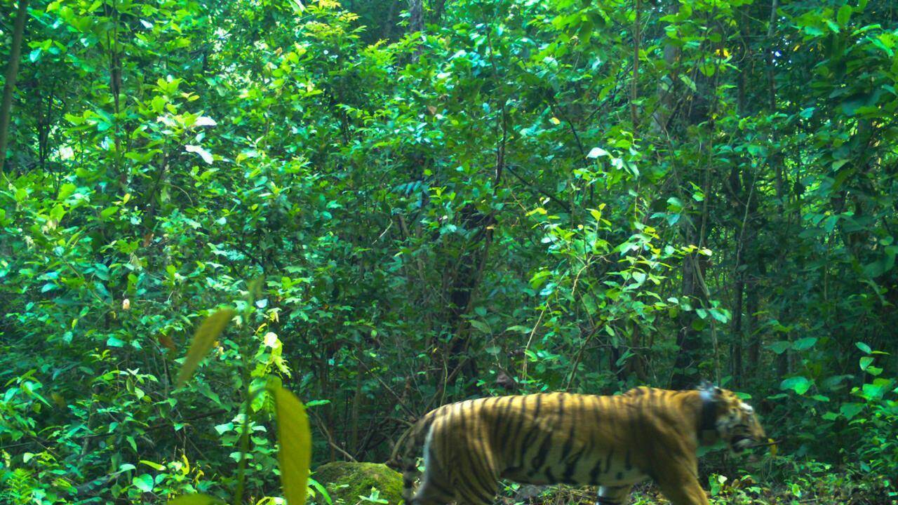 Tigress Zeenat limits movement to 20 sq km after birthing 4 cubs