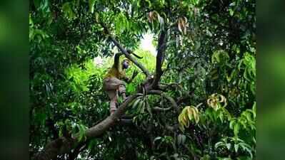 BMC probes improper tree pruning at Ghatkopar society after bird nests exposed