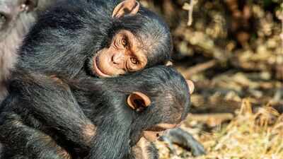 Chimpanzees and bonobos hug before meals to avoid fights and distribute food fairly, scientists discover