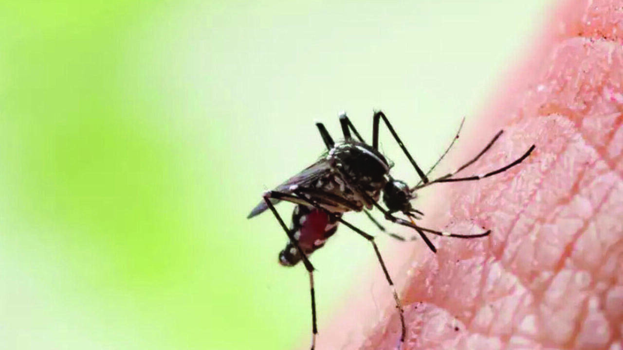 Dengue on upswing in PMC areas; 540 suspected cases in first three weeks of July