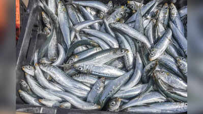 Panel chief pushes to shift Patiala fish markets to govt facility at Ghalori village
