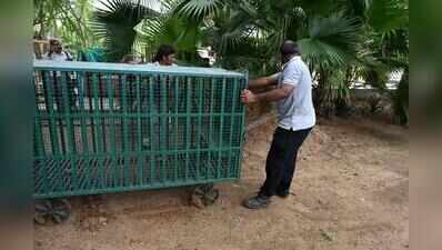Fresh leopard rumours sweep Ahmedabad,forest dept debunks viral videos