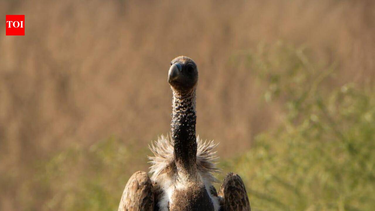 Eight vultures found dead in Panna, forest dept launches probe