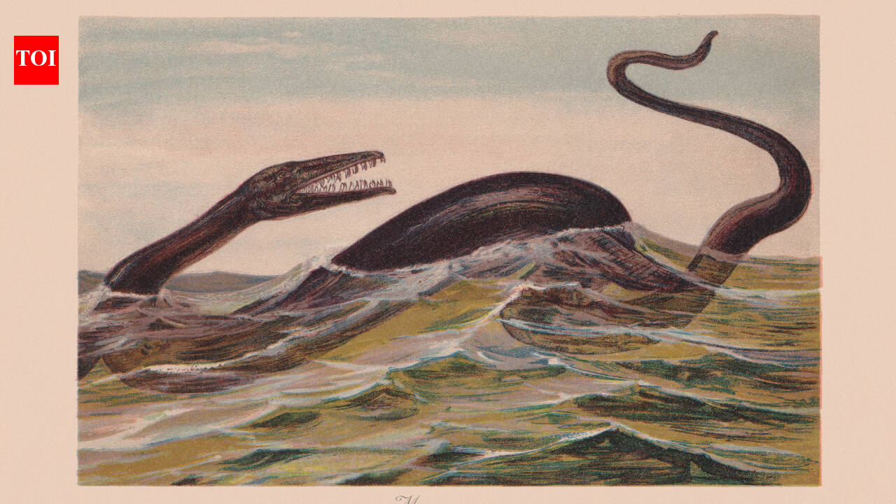 30-year-old fossil in Japanese museum rock may be unknown sea reptile