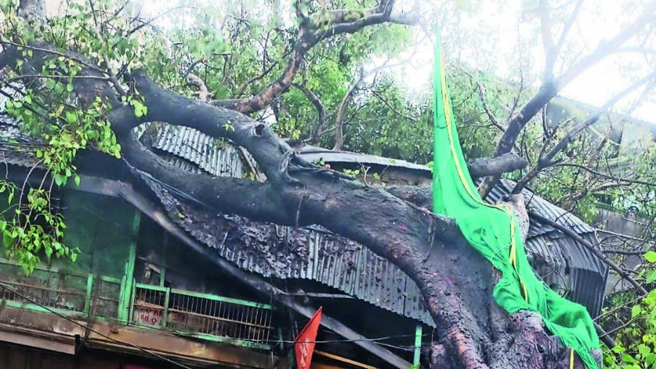 150-Yr-Old Hansapuri Heritage Tree Collapses, Road Widening Work Under Scanner