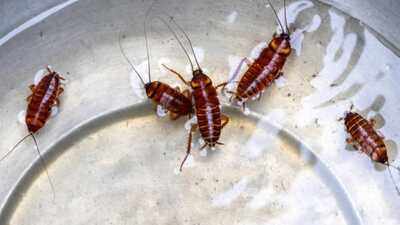 Think leftovers attract cockroaches? These everyday kitchen items may be the real culprits