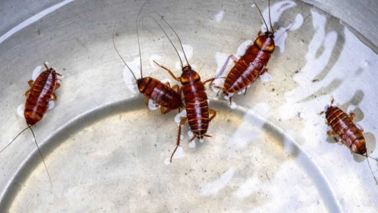 क्या आपको लगता है कि बचा हुआ खाना कॉकरोचों को आकर्षित करता है? ये रोजमर्रा की रसोई की वस्तुएं असली अपराधी हो सकती हैं |